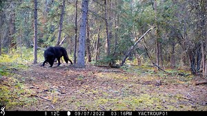 36K views · 1.8K reactions | A black wolf, coyote, and cross fox, representing the three canine species in the Yukon, begin this ten day autumn compilation from the Yukon forest. Those visits are folllowed by a daytime lynx with a nice bounce to its step, a snowshoe hare, likely the same cross fox as before, and finally a porcupine. #yukonwildlife | Yukon Wildlife Cams | Facebook