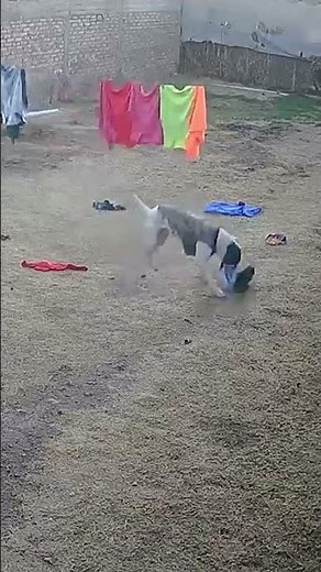 Dog Pulls Down Clothes Hanging to Dry Outside