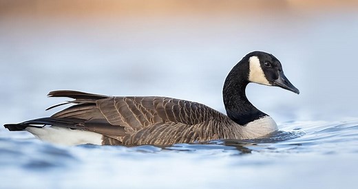 Canada Goose Photos and Videos for, All About Birds, Cornell Lab of Ornithology