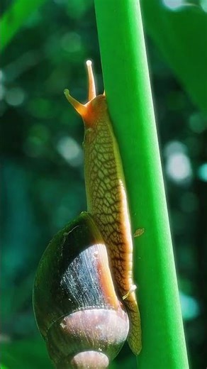 Is It an Alien Eye? 👽✨ | Secrets in the Tiny World