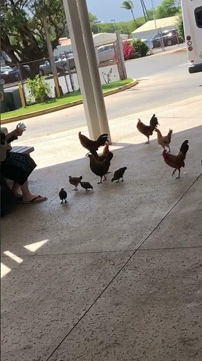 Man plays guitar for chickens. They love it! So funny.
