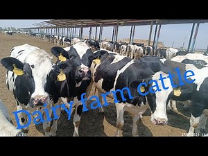 Everyday life in animal husbandry#animals#farming