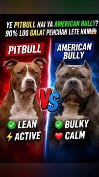 Pitbull vs American Bully 😳 Real Difference #shorts