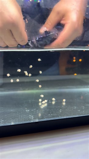 jc"s African cichlids on Instagram: "Wild Blue Zaire Kitumba Female strip on day 11 20 healthy 🥚 #itsjustahobby #laketanganyikacichlids #wildcaughtcichlid #bluezairekitumbabreeder"