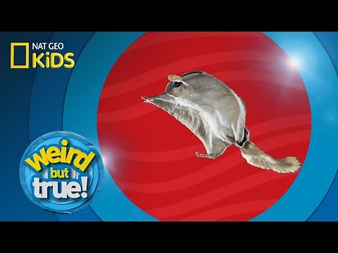 Weird But True Collection | Weird But True!