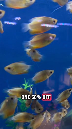 New Spotlight Fish of the week! Sunset Gourami are on sale. Buy One, Get One 50% off all week long while supplies last! The store is open M-F from 12pm-7pm and Saturdays 11am-6pm at 1010 Stewart Street in Madison, WI. See you soon 😎 | Big Kahuna Tropical Fish