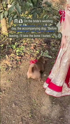 Bride’s Dog Digs a Hole on Wedding Day - "Gotta Take My Bones Before You Go!" 🐶💍