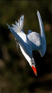 Caspian tern fishing. #Caspian tern | Simon Zhu