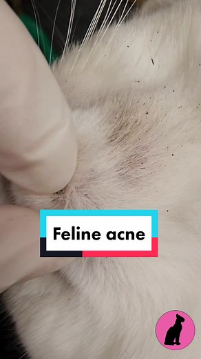 Kattcenter på TikTok