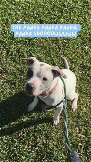 Panda is still waiting for a family to love! #adoptme #adoptadog #sheltervolunteer #animalshelter