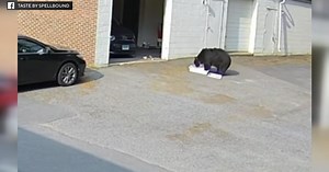 Bear steals & eats dozens of cupcakes from Connecticut bakery