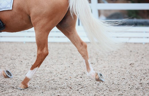 Equine vet explains the patella and locking stifles in horses
