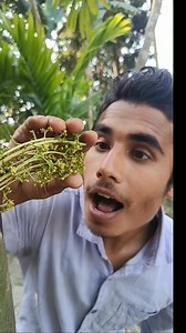 1.5M views · 7.5K reactions | Collecting honey from betel nut flowers #sentohub #forest #survival #skills #bushcraft #outdoors #camping #outdoorslife | Maruf Skills | Facebook
