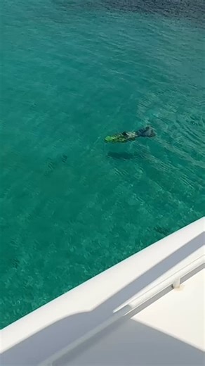 🇵🇷 Como es la isla de Culebrita! #culebra Embark on the ultimate island escape with @boatingpuertorico 🇵🇷🌴✨ Set sail on a breathtaking adventure to Palomino, Icacos, Culebra, Vieques, and beyond! 🌊⛵️ Experience premium boat rentals and luxury yacht charters for your perfect tropical getaway. #BoatLife #PuertoRicoAdventures #IslandVibes #GoodVibesOnly #BoatingPuertoRico #SailingInStyle #AdventuresAtSea #VacationInPuertoRico #TropicalVibes #IslandHopping #SeaTheWorld #PuertoRicoBoatCharter #