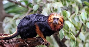 Mico Leão de Cara Dourada: Características, Habitat e Fotos – Mundo Ecologia