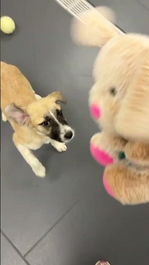 Meet Stu a Great Pyrenees currently available for adoption! 5/20/2025 4:23:50 PM