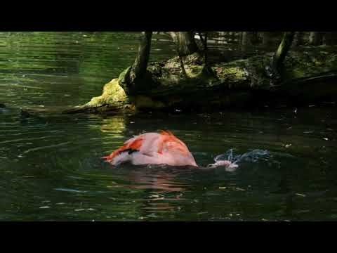 Flamingo Explained | Full Wildlife Documentary