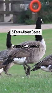 Goose facts #geese #birds #animals #wildlife #natgeo #facts | The Fact Factory