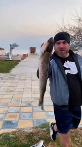 1.3K views · 21 reactions | Hooked, Grilled & Devoured – The Ultimate Fish Sandwich! 索 #grilledfish #Foodie #SeafoodLover #Tasty | Country Life | Facebook