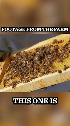 Bee Magic at Pol Farm 🐝🍯 | Sweet Rewards! #drpol #farmlife