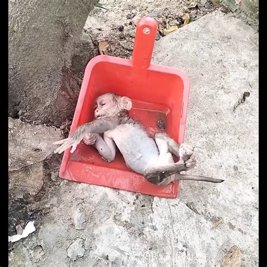 I watched the Garina video.​ Did you know Garena is dead. Join the regret.☹️ | Like Monkey