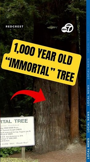 Northern California's 'Immortal Tree'