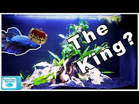 We Got a KING BETTA: This Fish is HUGE!