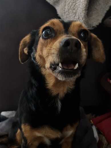 Köpeğin Hikayesi: Bir Karıncanın Bakış Açısı