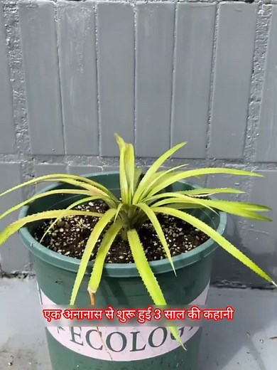 How to Grow Pineapple at Home: Beginner Guide