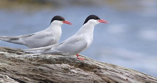 Arctic Tern Identification, All About Birds, Cornell Lab of Ornithology