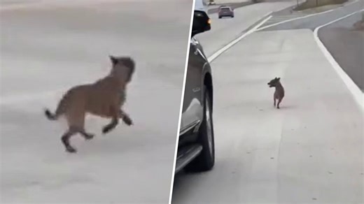 Dog rescued after running down California freeway