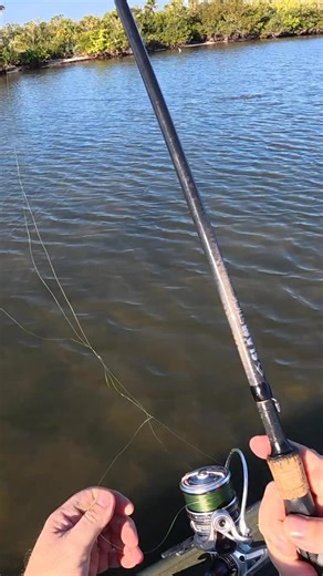 Salt Strong Fishing on Instagram: "Loops in your main line? That’s the perfect situation for a wind knot! Once you see the loop, fix it immediately to avoid issues later. Check out the latest Salt Strong podcast for tips on preventing this and eliminating wind knots. #fishingtips #fishingtackle #fishinggear"