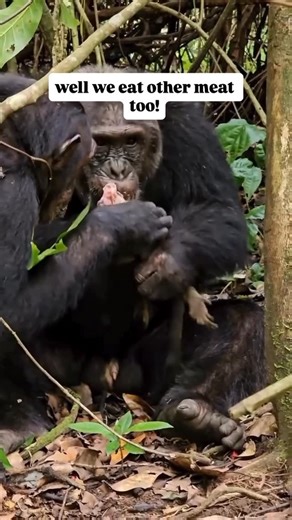 Jerry Adriko on Instagram: "Chimps will also Cannibalize their enemies and will share in eating their fallen ape enemies from time to time. It’s been observed that they eat meat but have been known to eat their own species when they kill them in territory disputes. They don’t generally do that but it has been observed. Which is quite a strange occurrence IMO. #fblifestyle"
