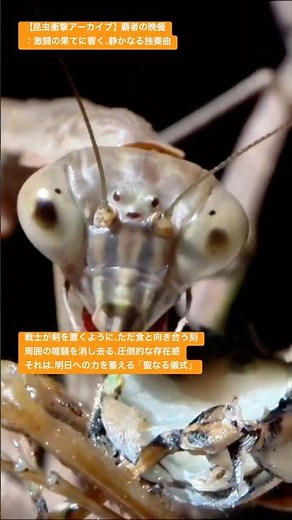 【昆虫衝撃アーカイブ】オオカマキリが蝉を食べる姿が芸術的：激闘の果てに響く静かなる独奏曲 #オオカマキリ #セミ #昆虫衝撃アーカイブ #昆虫図鑑 #昆虫観察 #昆虫撮影 #昆虫採集 #undaze