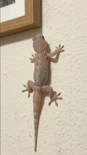 #gecko #nature #animals #wildlife #lizard