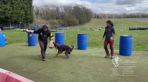 48K views · 2.3K reactions | Carly Adams working her GSD first time...