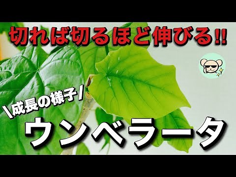 [Houseplants] Pruning, Cuttings, and Water Propagation of Ficus Umbellata [Growth Progress]