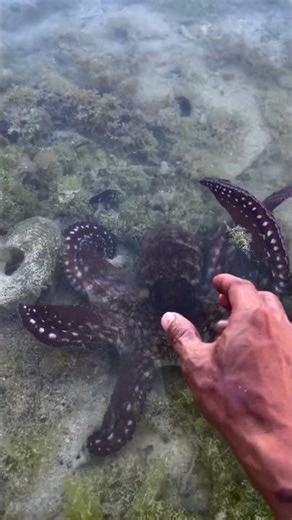 octopus change color 😱 #youtubeshorts