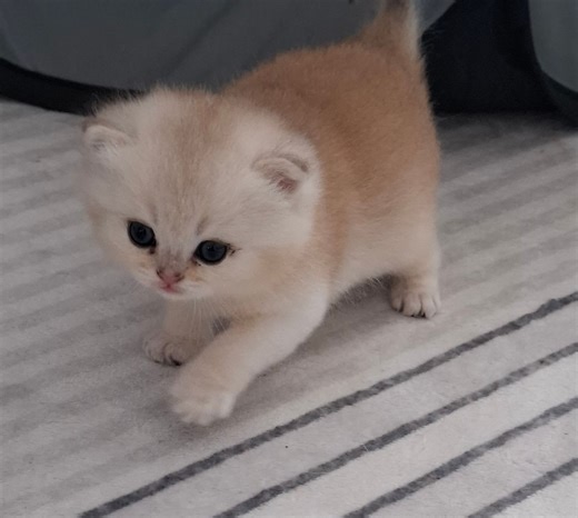 BKH Kitten / golden shaded Linie / super süß & verschmust