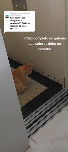 Gatinho fofo subindo sozinho no elevador