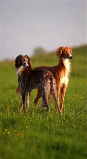 Two Azawakh Saluki Sighthounds Show Off Their Desert Grace & Speed! #goldenretreivers