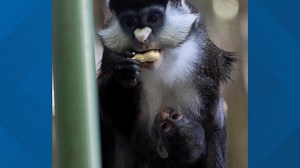 Zoo Atlanta welcomes new baby red-tail monkey