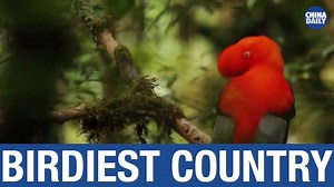 #Peru has turned into the birdiest country in the world with 1,879 species registered in its territory, surpassing former leader #Colombia, official sources said on Thursday. #birds #ornithology #biodiversity #SouthAmerica #Brazil | China Daily Hong Kong