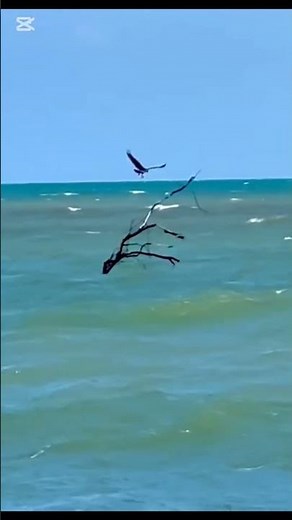 Sea Eagle Catches Fish in Mid Air | Sea Eagle Snatches Fish Instantly | Queensland Amazing Wildlife