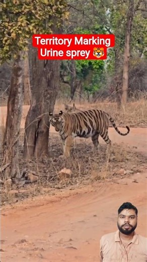 Ghane jungle se ek anokha nazara 🐯 #shorts #tiger #wildlife #jimcorbett