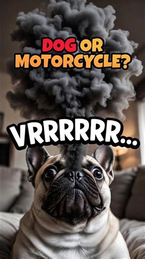 Why French Bulldogs Snore So Loud #shorts #frenchbulldog