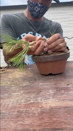 【黒松の畳み込み】#bonsai #bonsaitree #柏树盆景 #黒松 #盆栽