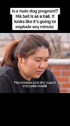 159K views · 3.7K reactions | Is a male dog pregnant? His bell is as a ball. It looks like it's going to explode any minute #animals #dog #cute #pets #foryou #usa #london #canada | Earth Wonders | Facebook