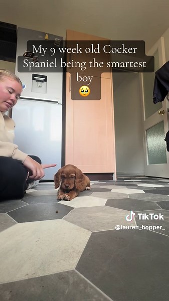 Smart Cocker Spaniel Puppy Training Tips