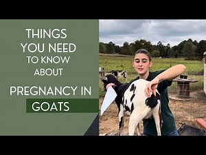 Goat Pregnancy & Newborn Feeding 101: Kidding Signs, Colostrum & Bottle-Feeding